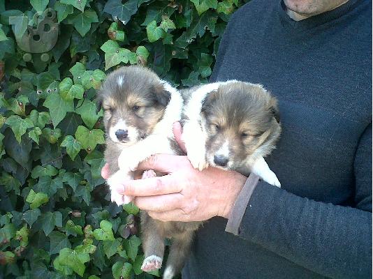Rough Collie Άνδρες και θηλυκά διαθέσιμα.